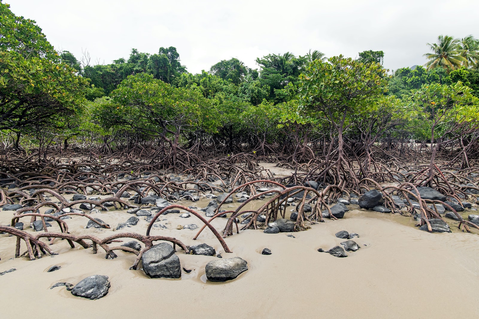 Read more about the article The Mangrove Forests